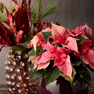 Poinsecja 2025: klasyk, który musi się zmienić