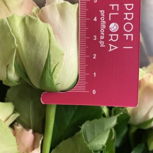 Sieci handlowe rosną w siłę. Czy kwiaciarnie mają się czego obawiać?