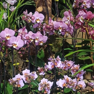 World Flower Show w Warszawie - tropikalna przygoda w sercu miasta