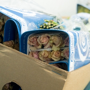 Jak przygotować róże po transporcie suchym? Praktyczne wskazówki dla hurtowni i kwiaciarni