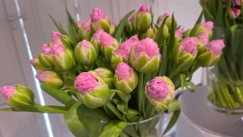 XVI Wystawa Tulipanów w Wilanowie (galeria zdjęć)