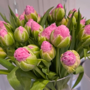 XVI Wystawa Tulipanów w Wilanowie (galeria zdjęć)