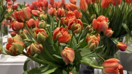 5 ciekawostek o tulipanach, które warto znać w kwiaciarni