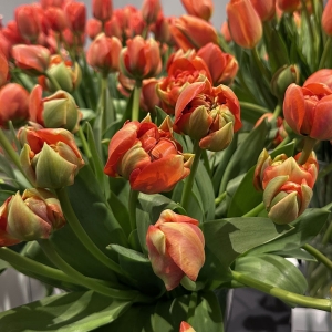 5 ciekawostek o tulipanach, które warto znać w kwiaciarni