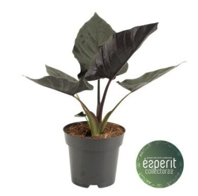 Alocasia Antoro Velvet