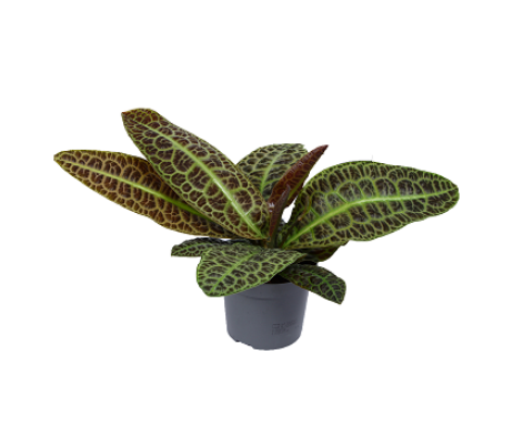 Labisia Obtusfolia Kura Kura