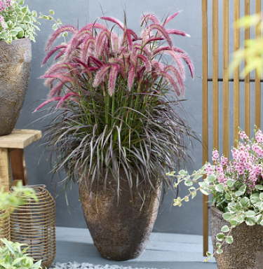 Pennisetum advena Tiny Tails