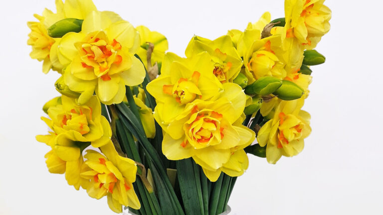 Żonkile czy narcyzy