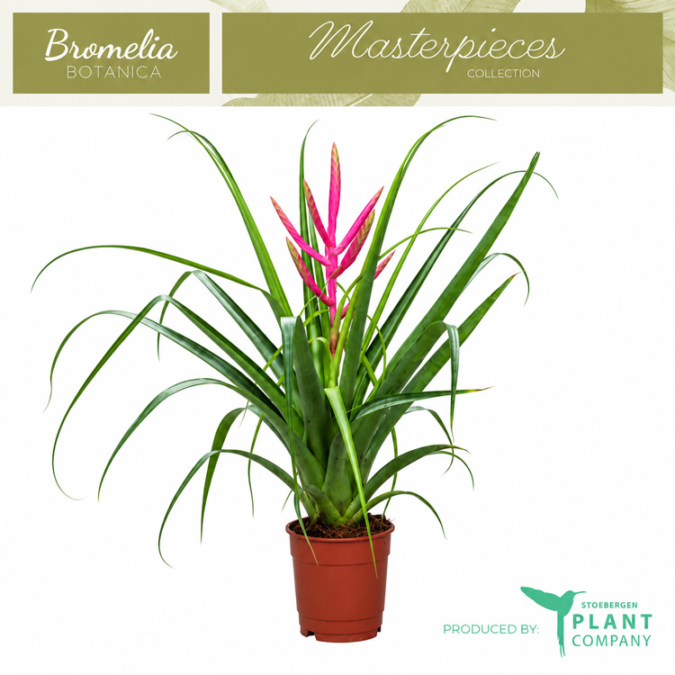 Bromelia w eleganckiej kolekcji botanicznej