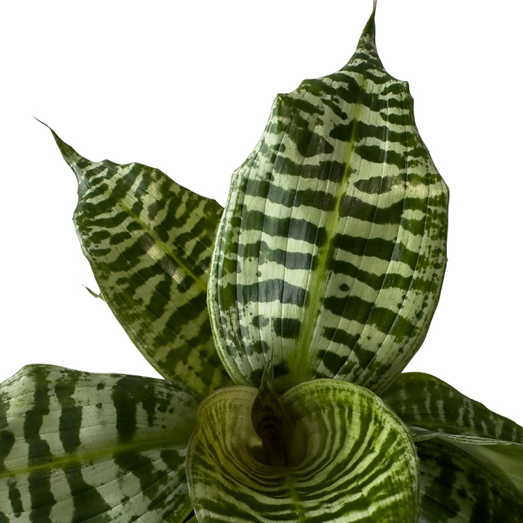 Dracaena Goldieana