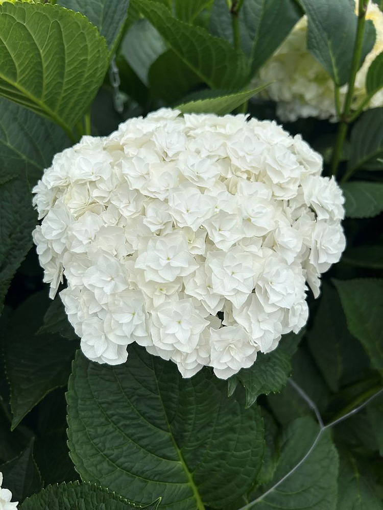 Hydrangea Royal Highness