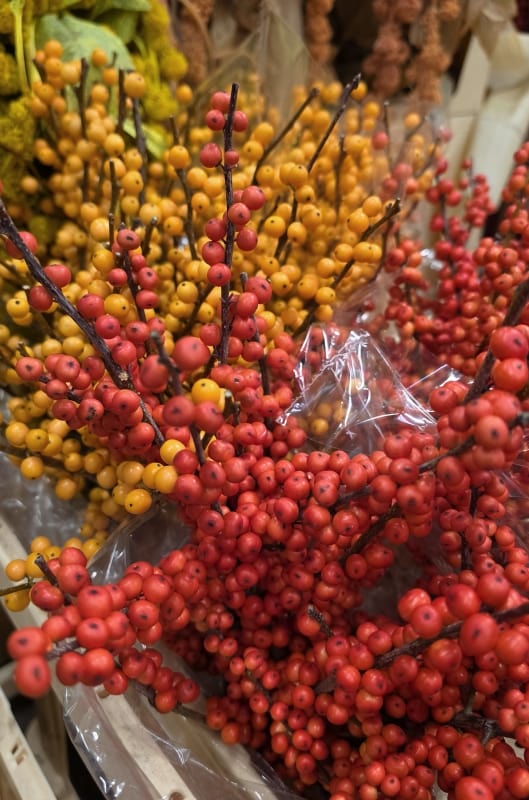 Ilex