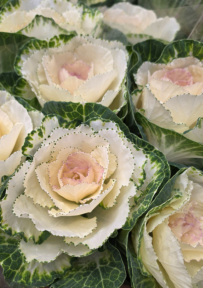 Kapusta ozdobna5