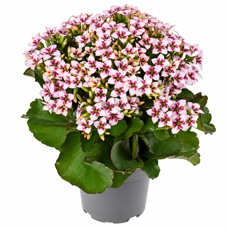Kwitnące kalanchoe w doniczce
