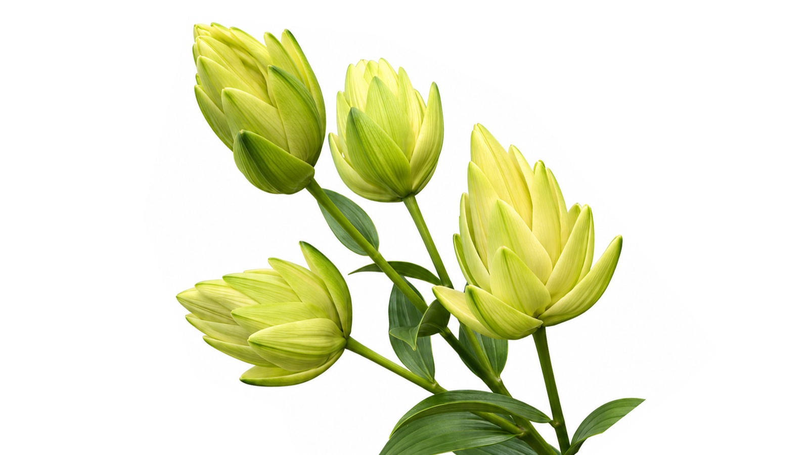 Lilium Double Blizz Decorum