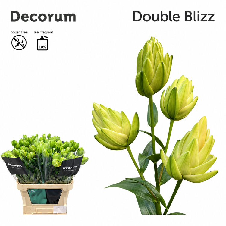 Lilium Double Blizz
