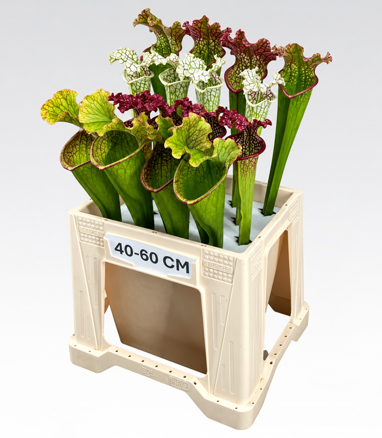 Sarracenia