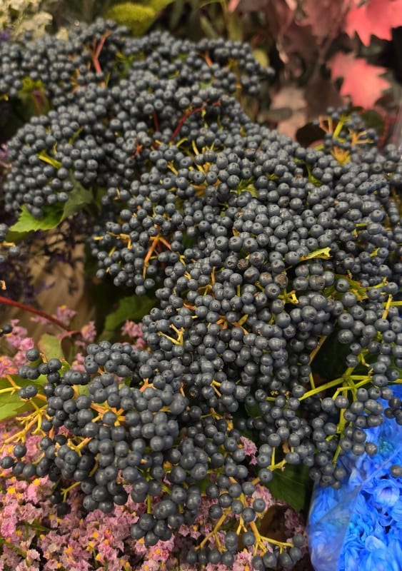 Viburnum