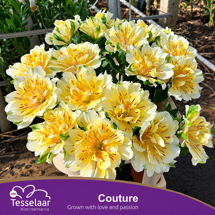 Alstromeria ‘Fashionata Couture’