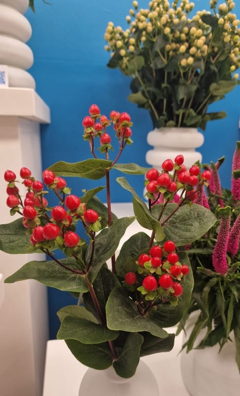 Hypericum1